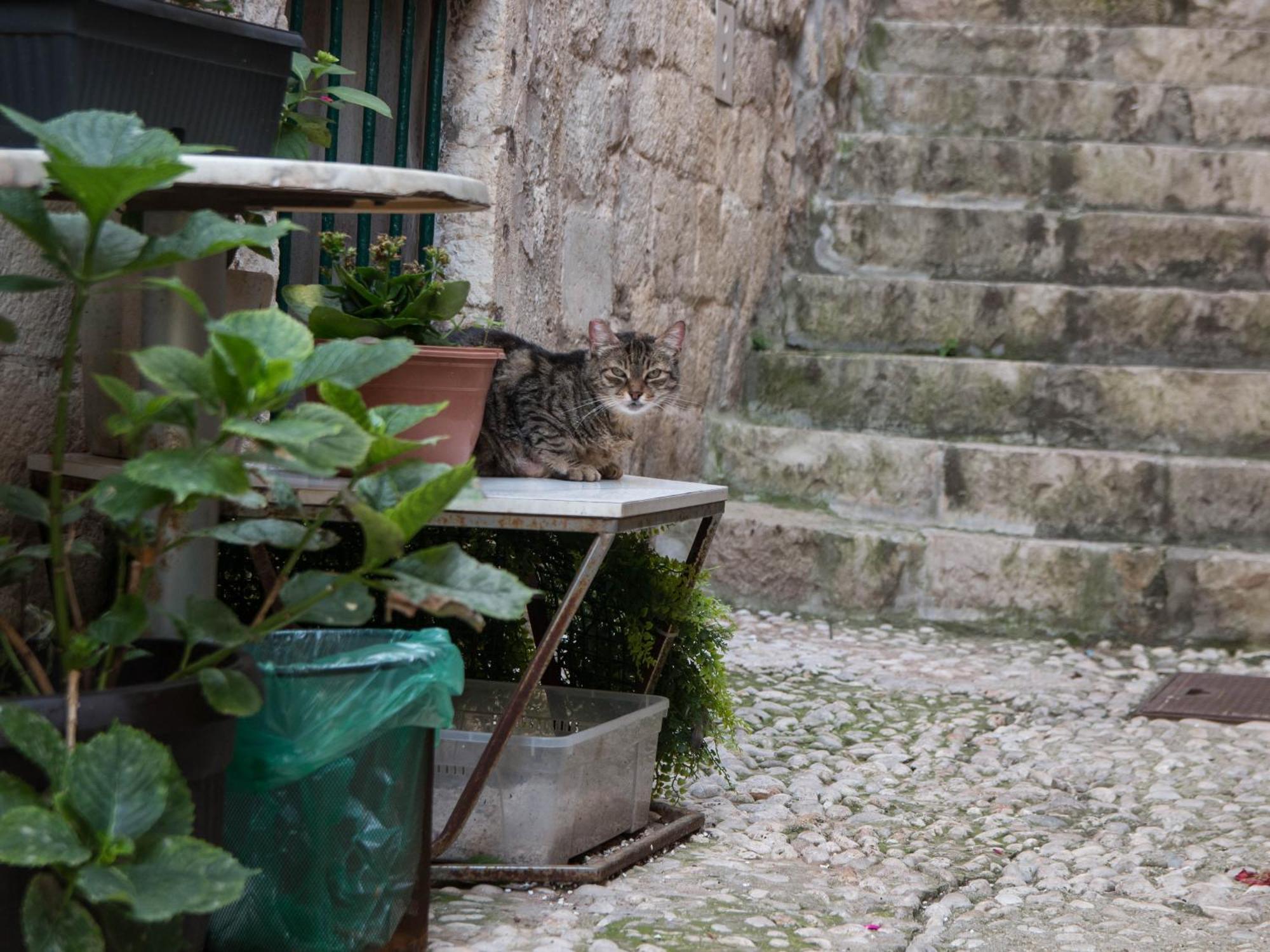 Belissima Ella Appartement Dubrovnik Buitenkant foto